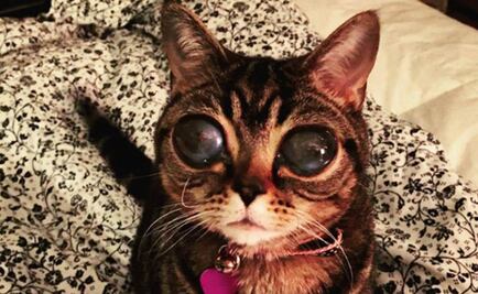 Matilda, la gata de ojos enormes por extraña enfermedad