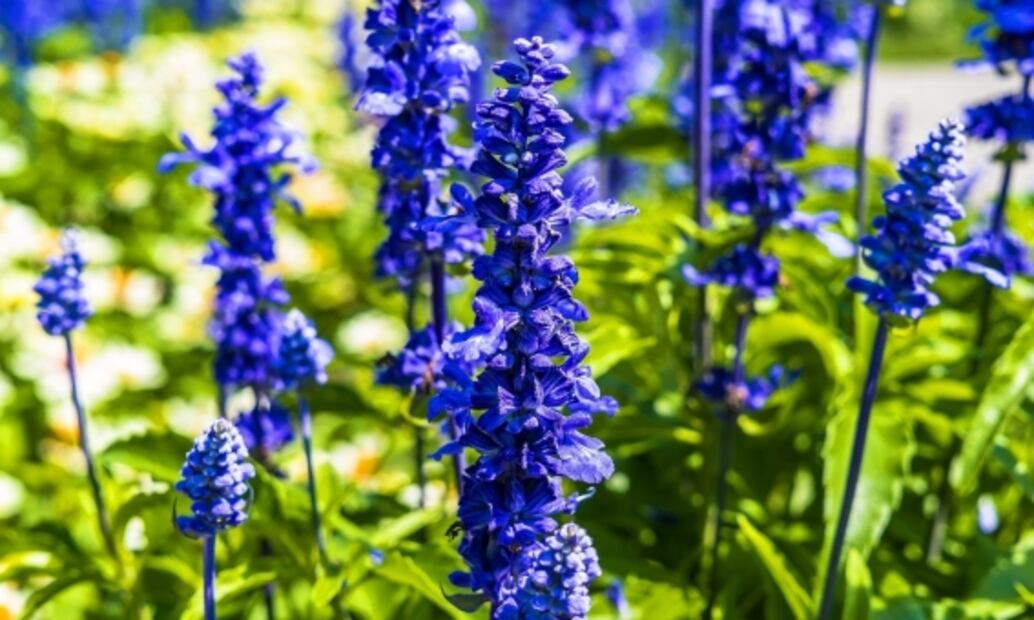 Aprovecha los numerosos beneficios de la salvia