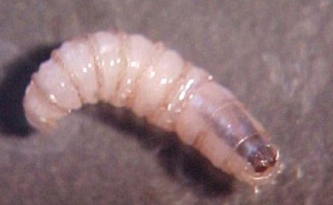 El gusano barrenador representa una grave amenaza para la salud del ganado y, en algunos casos, de otras especies de mamíferos, incluyendo al ser humano. Foto: Especial