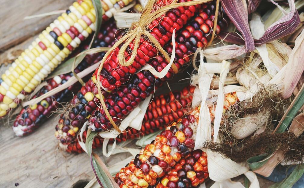 Terra Madre Indígena en Los Pinos. Foto: Pexels