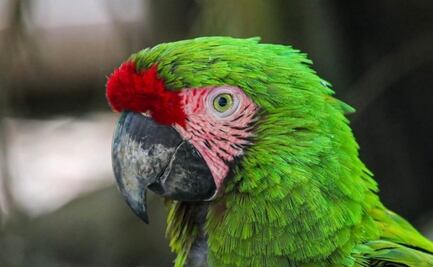 Zoológico Tamatán de Tamaulipas celebra el nacimiento de 25 especies en lo que va del año