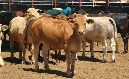 Atienden 20 nuevos casos de gusano barrenador en 14 municipios de Yucatán; autoridades piden estar alerta