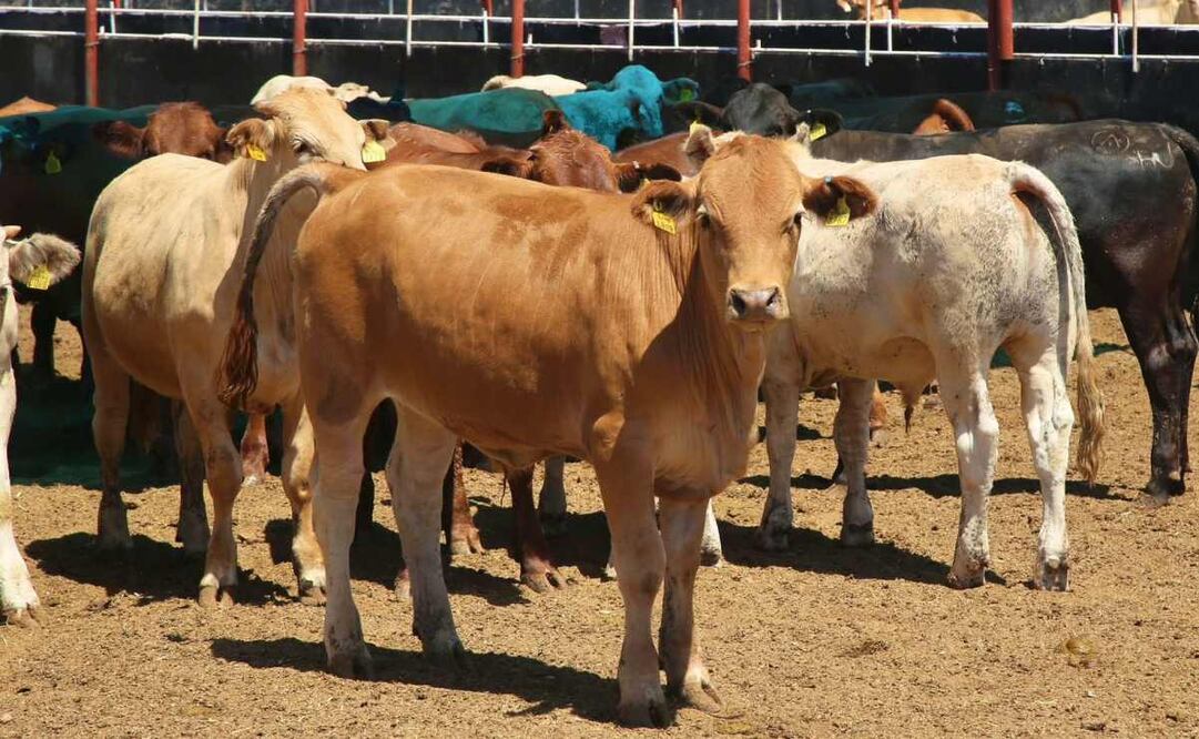 Cabezas de ganado en México. Foto: Archivo