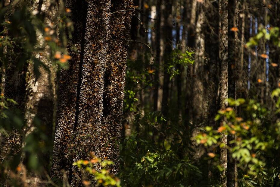 Foto: Sectur México