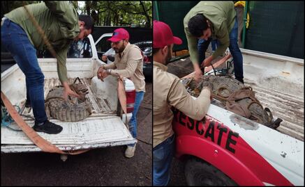 Caimán sorprende a vecinos de una comunidad de Navolato, Sinaloa