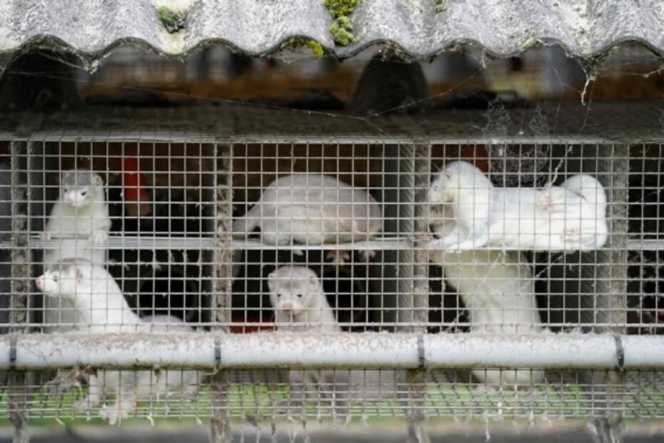 Anuncian restricciones en Dinamarca por mutación del coronavirus ligada a visones