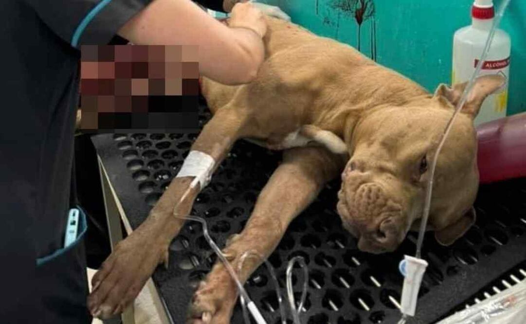 Se denunció que aunque el agresor pasó frente a las autoridades municipales, estos hicieron caso omiso al asegurar que no podían detenerlo ya que no portaban una orden. Foto: Especial