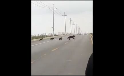 VIDEO: Graban a familia de osos paseando por carretera de Saltillo, Coahuila