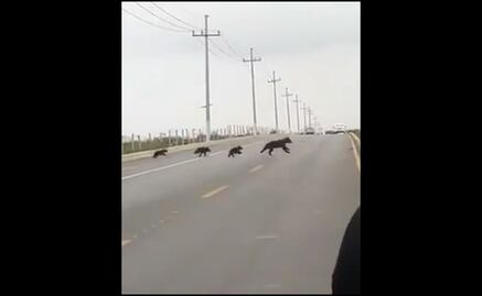 VIDEO: Graban a familia de osos paseando por carretera de Saltillo, Coahuila