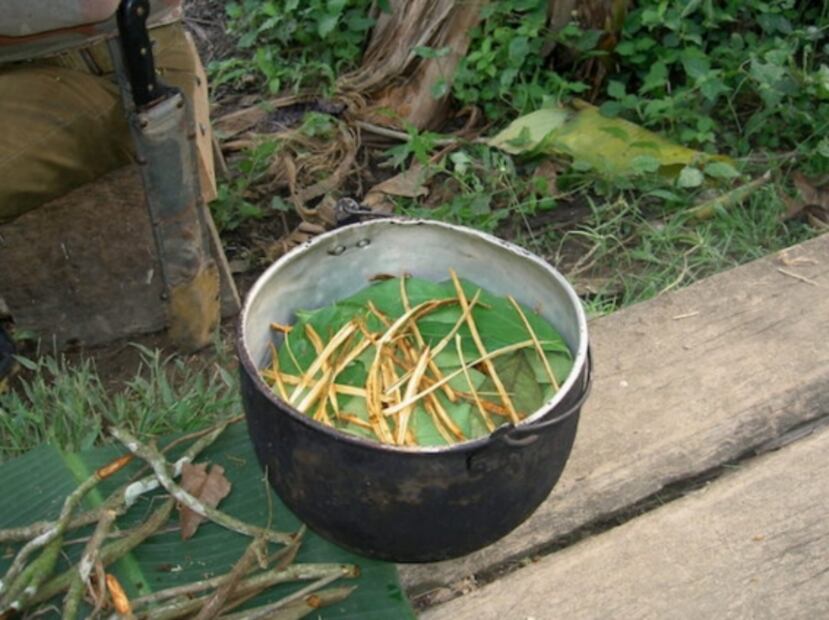 La ayahuasca fomenta la formación de nuevas neuronas: estudio