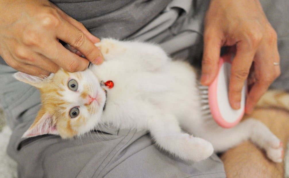 Conforme tu gato se vaya sintiendo más cómodo, extiende el cepillado a otra áreas de su cuerpo, como pecho y panza. Foto: Yoppy