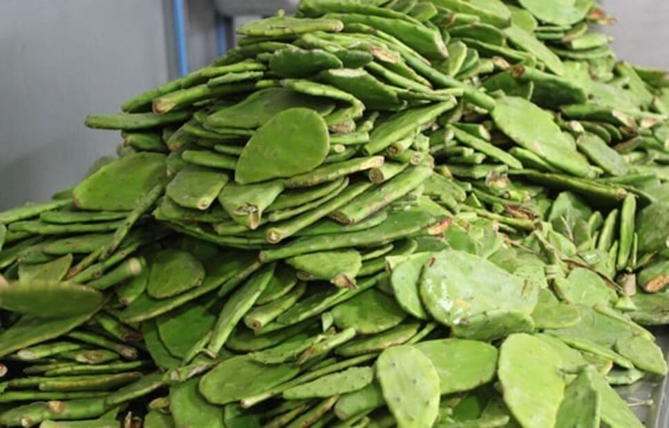 Cómo mantener los nopales frescos por más tiempo
