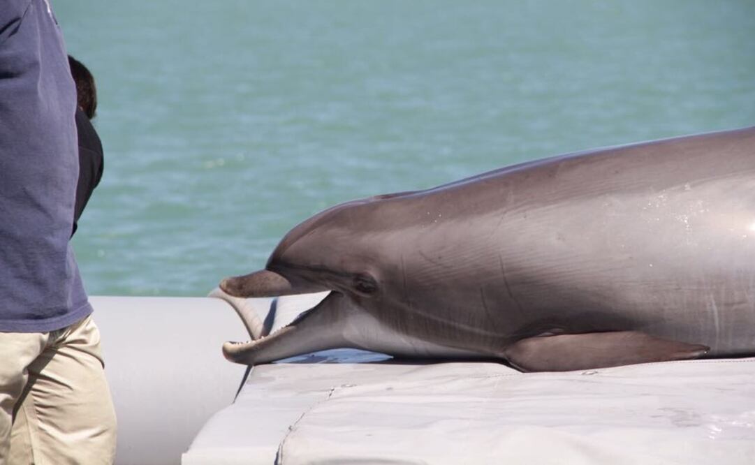 Los delfines localizarán a las vaquitas para ser trasladadas a un santuario. /Tomada de @RafaelPacchiano