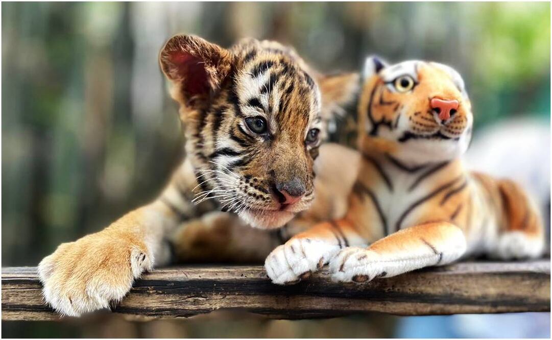 Lo más bonito que verás hoy, una 
cría de tigre en el Zoológico de Culiacán. Foto: Especial