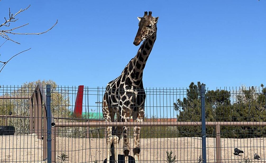 Jirafa "Benito".Foto: X @SalvemosABenito