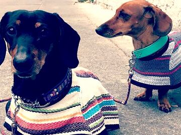 Mexican ponchos for your fur babies