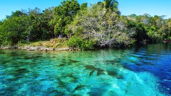 Existen más de cuatro mil islas en México y aunque solo representan 0.3% del territorio del país, albergan 8% de los vertebrados terrestres. Un esfuerzo de casi tres décadas, eliminó 60 especies invasoras.