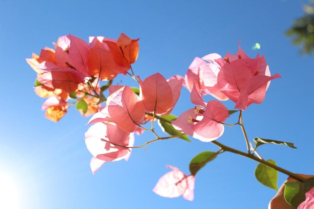 Ayuda a curar heridas /Foto: Pixabay