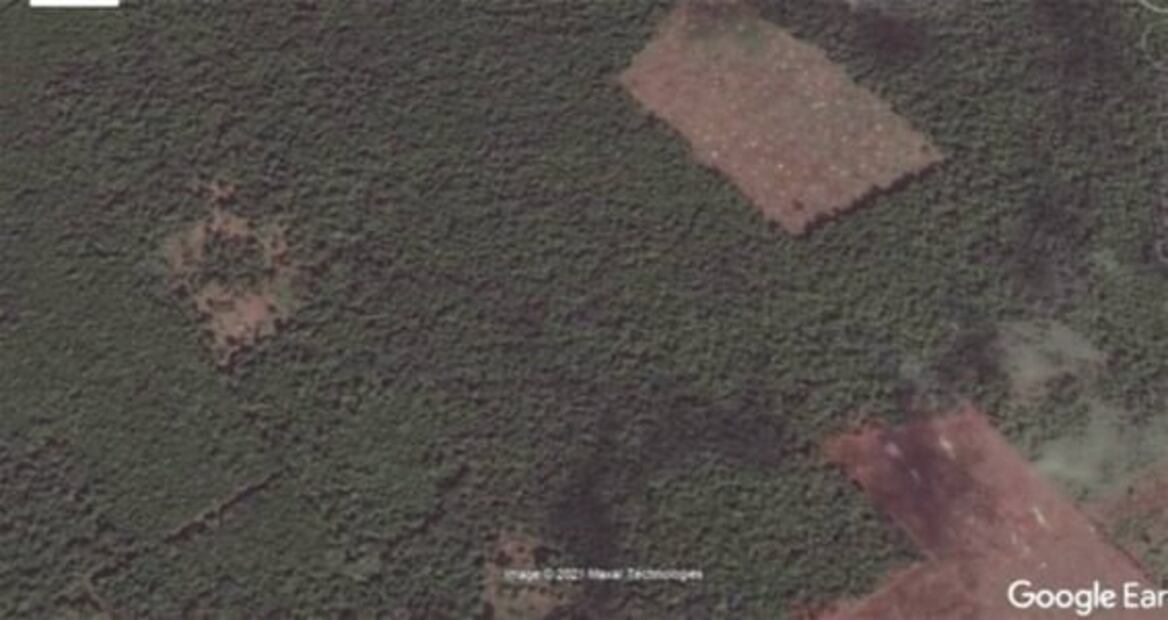Talan selva para beneficiarse de Sembrando Vida; fotos antes y después