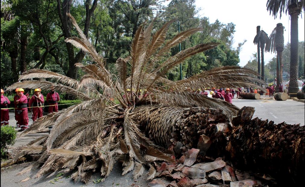 Trabajadores laboran en el retiro de mil 500 palmeras enfermas por ser un peligro para los peatones en la Ciudad de México, el 8 de septiembre de 2025. Foto: Darío Luna/EL UNIVERSAL
