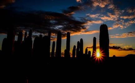 Ya comenzó el Festival de Sonora, el espacio para la gastronomía norteña