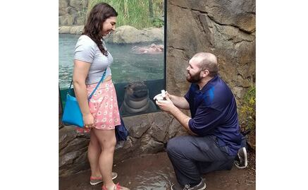 Bebé hipopótamo se vuelve protagonista en propuesta de matrimonio