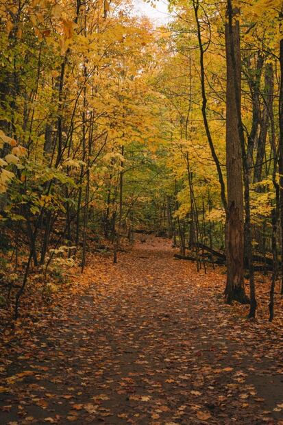 ¿Es real? Conoce el fenómeno del bosque que respira