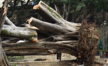 Deterioro de laurel del Zócalo de Oaxaca data de remodelación del 2006: activistas