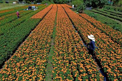 Cempasúchil: “ni china ni transgénica”