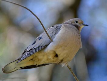Las aves desarrollarían anorexia por evitar la comida contaminada, estudio 