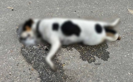 Reportan nuevo envenenamiento de animales en Yucatán