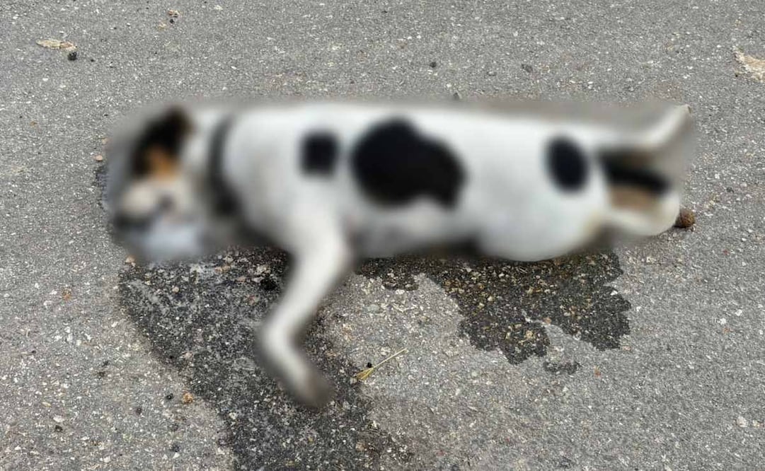 Reportan nuevo envenenamiento de animales (08/10/2025). Foto: Especial