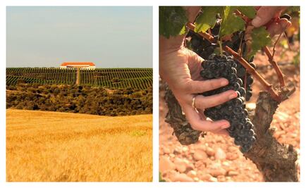 Grandes vinos de grandes pagos