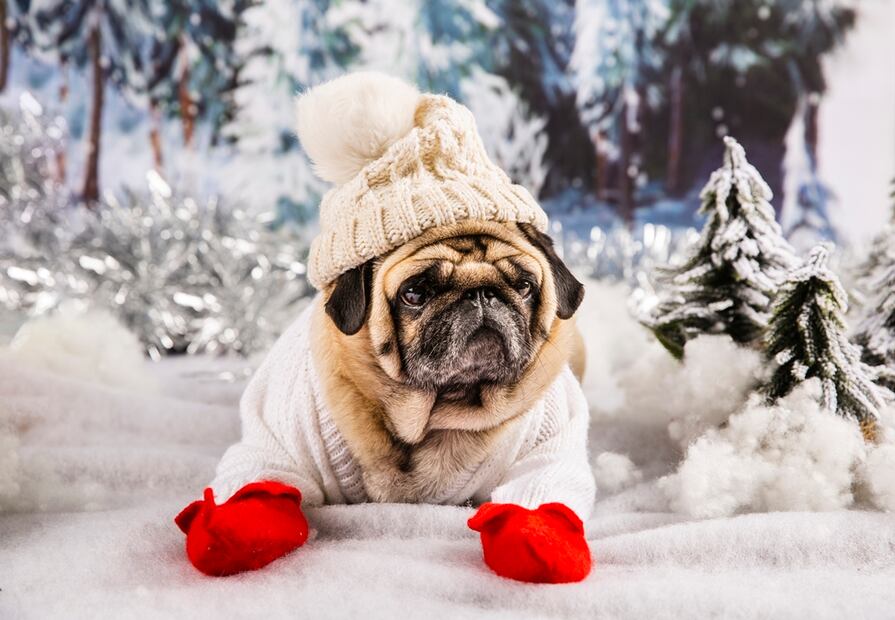 Perro con frío. Fuente: Freepik