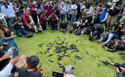Brugada explica liberación de ajolotes en canales de Xochimilco ante críticas de maltrato animal