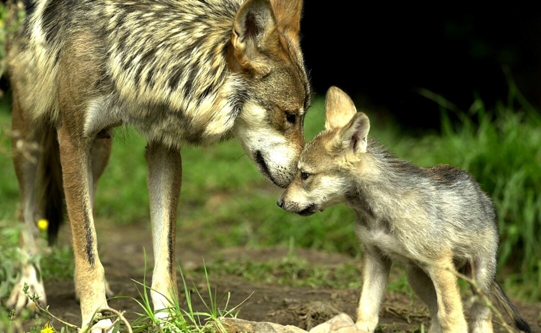 Last May, when the cubs started coming out of their shelter, the veterinarians were finally able to count them - Photo: José Luis Magaña/AP
