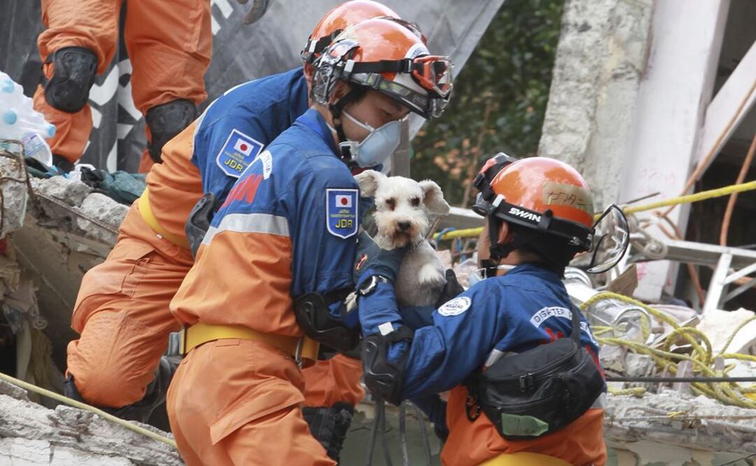 Sismo deja saldo de 193 mascotas lesionadas