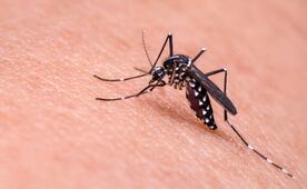 Día Mundial de la malaria: Suman 8 casos de la enfermedad en México durante 2026; estos son los síntomas