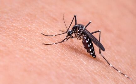 Pese avances, la malaria aún da casos nuevos en México