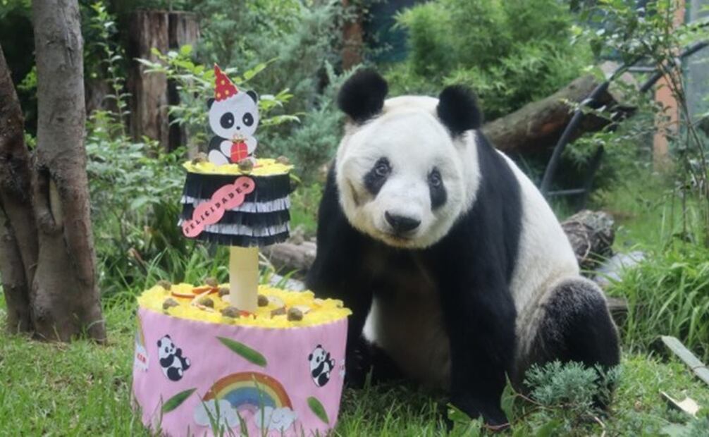 La panda Xin Xin es la única en toda Latinoamérica y uno de los seis pandas más longevos del mundo que actualmente habita en algún centro de conservación de la vida silvestre bajo cuidado profesional y que ha logrado superar la expectativa de vida de su especie. (18/12/24) Foto: Secretaría de Medio Ambiente