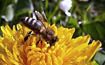 La Unión Europea prohíbe pesticidas peligrosos para las abejas