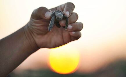 Registran liberación de más de 37 mil tortugas en QRoo