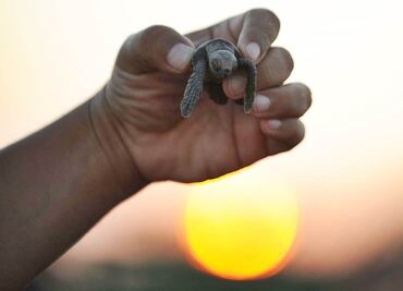 Registran liberación de más de 37 mil tortugas en QRoo