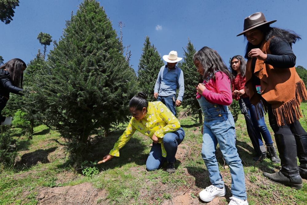 Autoridades invitaron a la ciudadanía a adquirir árboles de Navidad sembrados por productores nacionales. Foto: Jorge Alvarado | El Universal