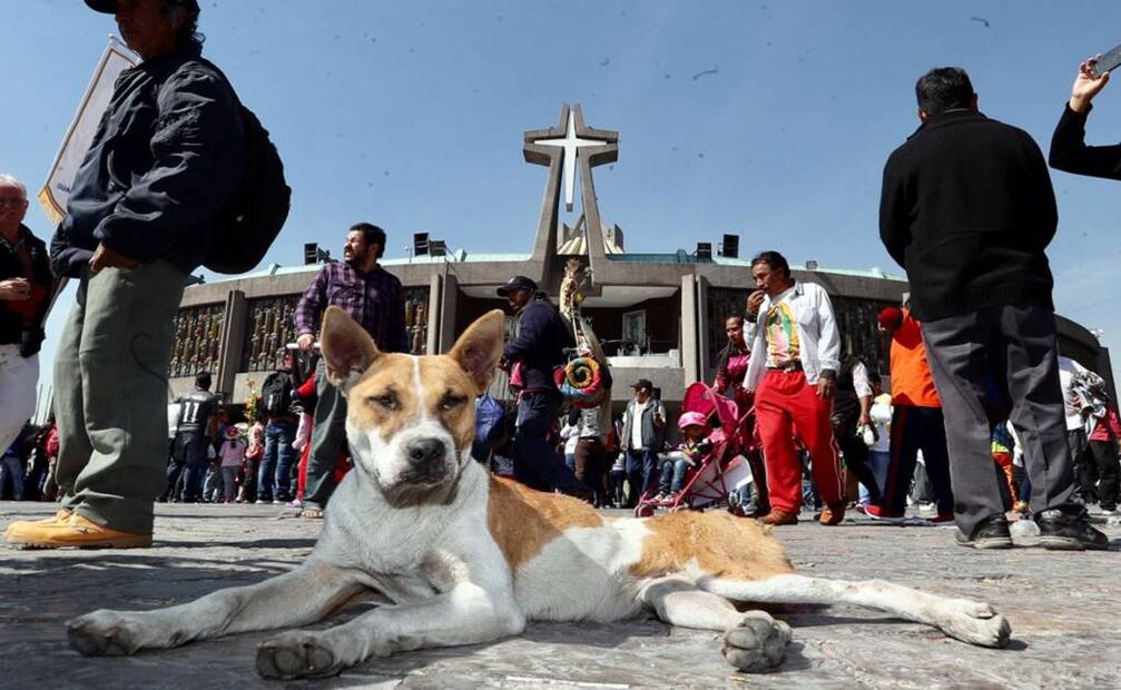 Cerca de 200 perros son abandonados en los alrededores de La Villa durante los festejos guadalupanos, según la estimación de una asociación animalista (Berenice Fregoso. EL UNIVERSAL)