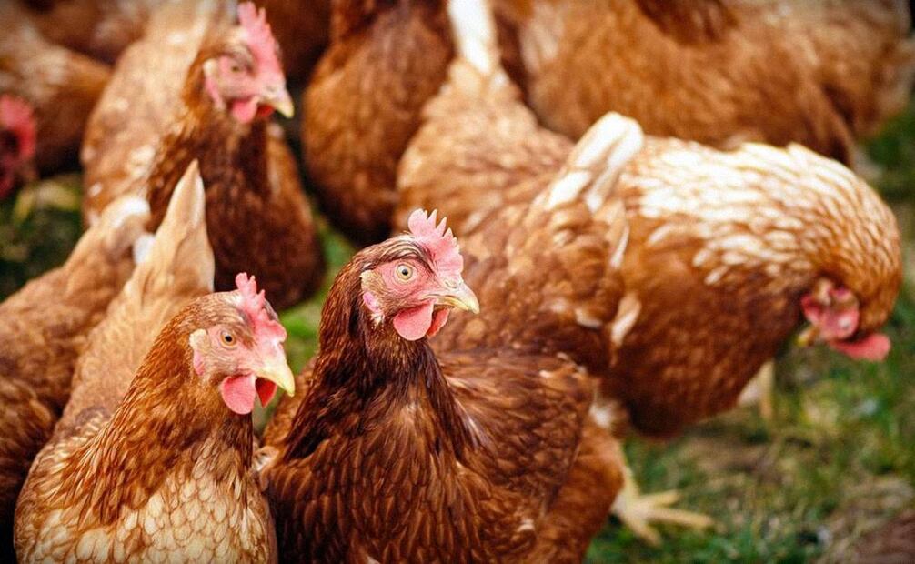 Aproximadamente 10% de las gallinas en EU sufren de gripe aviar. Foto: Pexels