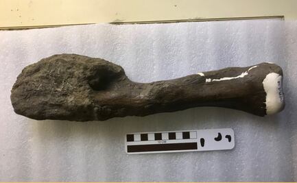 Los dinosaurios también padecieron cáncer de huesos
