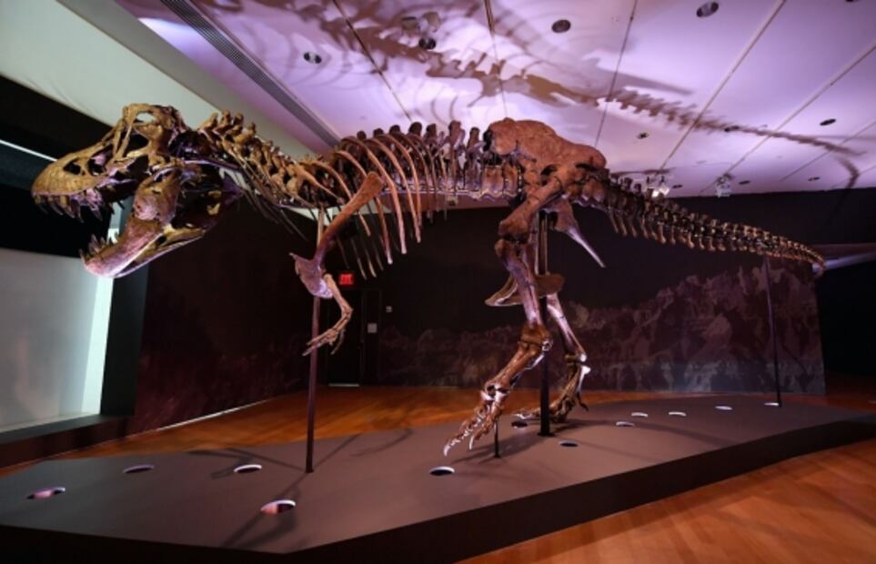 Stan, el T-Rex descubierto por un paleontólogo primerizo, busca romper récord en subasta millonaria