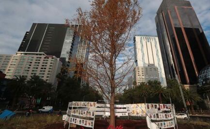 Sheinbaum asegura que no fue apresurado plantar ahuehuete en Reforma 