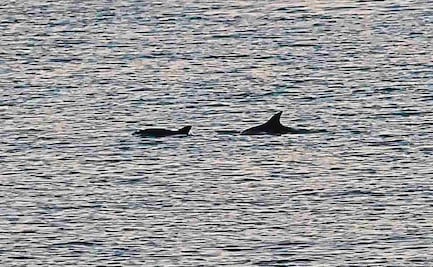 Alistan reapertura de pesca y uso de redes de enmalle en Alto Golfo de California; modifican polígonos de protección de vaquita marina